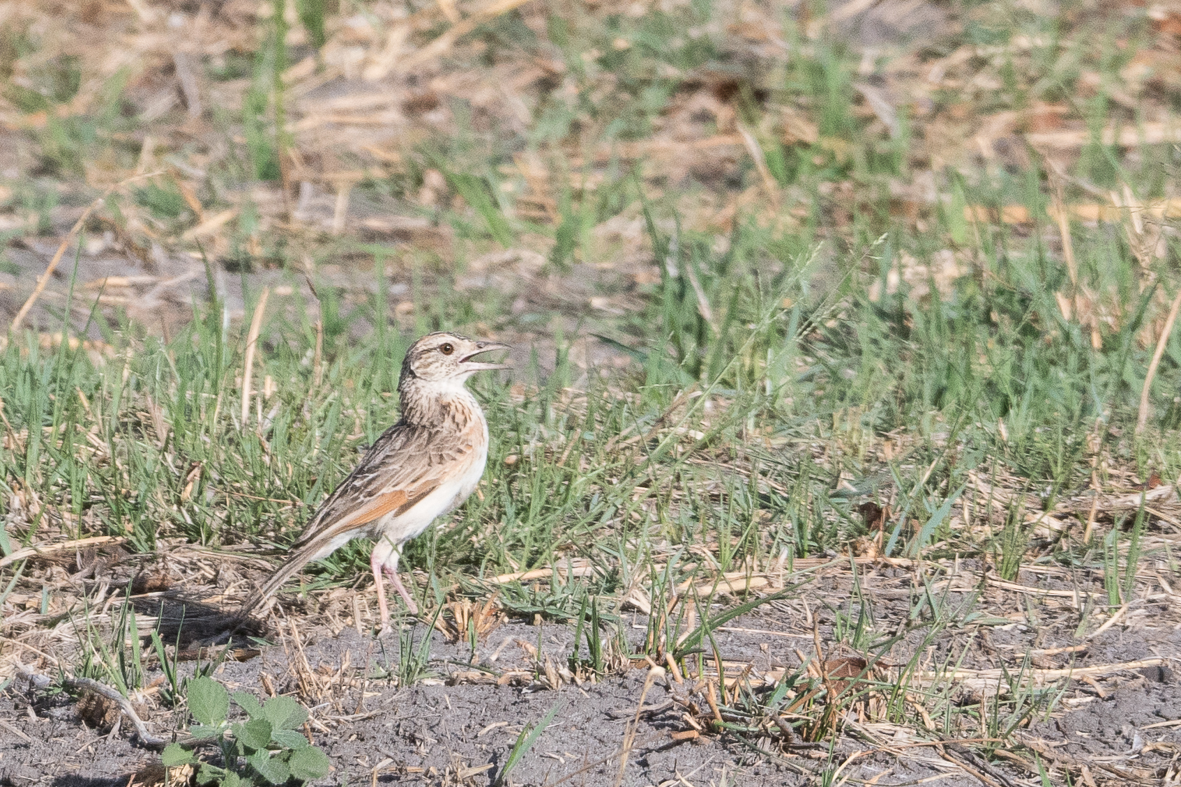 Alouette fauve adulte (Fawn-coloured lark, Calendulauda africanoides), Kwando reserve, Botswana.